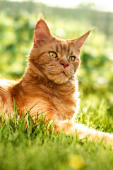 Female red solid maine coon cat lying on green grass. Beautiful brushes on ears. Closeup profile view