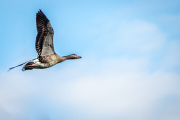 A wild goose in flight