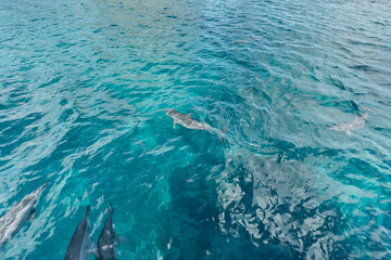 Beautiful view of Dolphins swimming at Fernando de Noronha sea, a Unesco World Heritage site,...