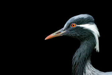Portrait of a demoiselle crane