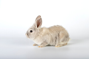 Obraz premium Piccolo e dolce coniglio pasquale