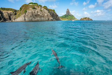 Beautiful view of Dolphins swimming at Fernando de Noronha sea, a Unesco World Heritage site, Pernambuco, Brazil