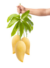 ripe mango isolated on white background, with clipping path, Sweet fruit concept, Fresh from garden