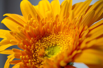 Large yellow gerbera close up on an isolated background