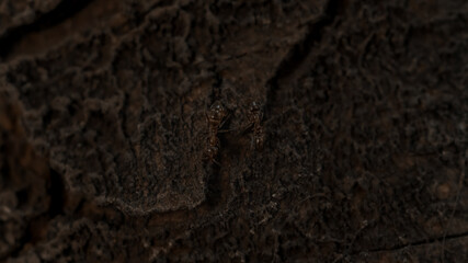 Photograph of a group of ants walking on the bark of a tree illuminated by sunlight.