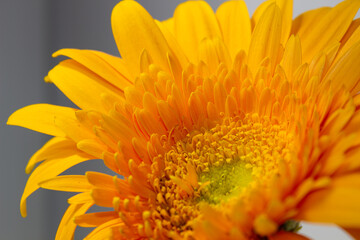 Large yellow gerbera close up on an isolated background