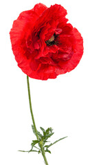 Obraz premium Czerwony kwiat maku, łac. Papaver, na białym tle