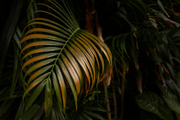 Golden palm leaf in feather form with light reflection and dark background in a home garden