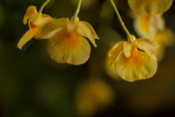 Yellow wild orchid flowers blooming with dark background and water drops. Close up shot of...