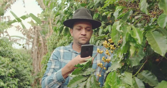 Farmer with smartphone taking picture of beans in coffee plant. Online coffee analysis. Agronomist service over the internet. Fertilization or pests. Video Conference. Brazilian. 4K.