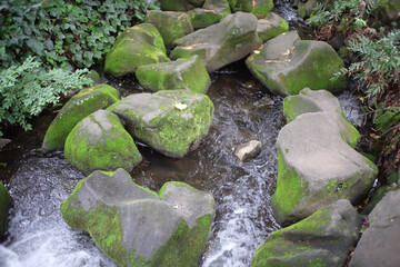 green moss on the rocks