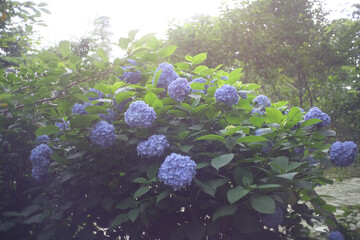 紫陽花