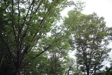 trees in the park
