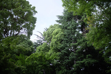 trees in the park