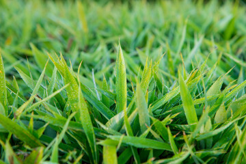 Bamboo leaves with dew drops in the morning