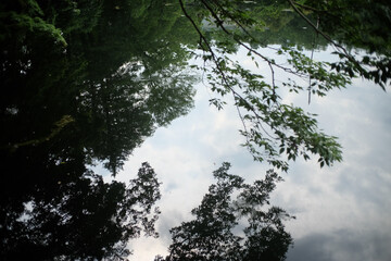 Obraz na płótnie Canvas trees reflected on the water