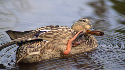 The duck raised its paw above the water.