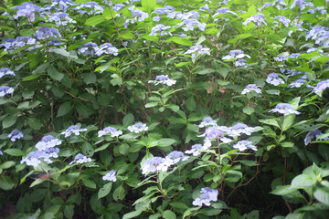 紫陽花