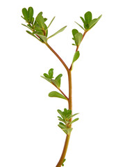 Purslane plant isolated on white, Portulaca oleracea