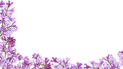 Purple lilac flowers frame isolated on white	