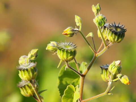 Velvetleaf plant with yellow flowers and pods, Abutilon theophrasti	
