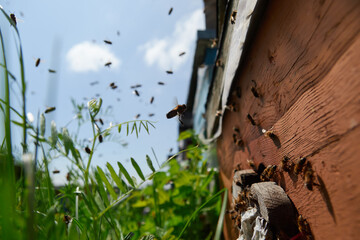 Obraz na płótnie Canvas a bee flies to the hive
