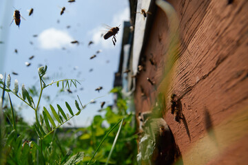 a swarm of bees flies near the entrance to the hive, working bees collect honey