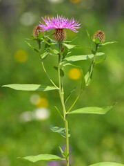 Purple flower of Wig Knapweed, Centaurea pseudophrygia