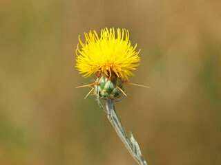 Yellow star-thistle flower, Centaurea solstitialis