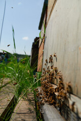 a swarm of bees flies near the entrance to the hive, working bees collect honey