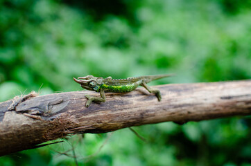 Close up of a wild, male Jackson's horned chameleon, also called Kikuyu three-horned chameleon...