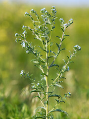 Blooming plant of European stickseed, Lappula squarrosa