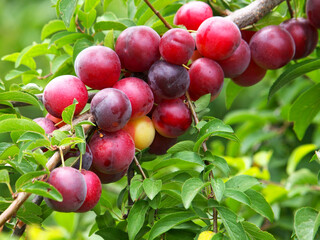 Mirabelle plum branch with red ripe fruits
