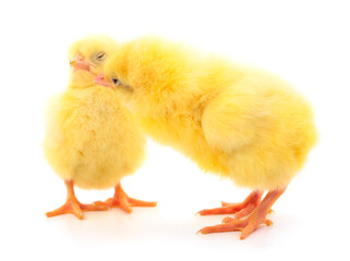 Two yellow chicks.