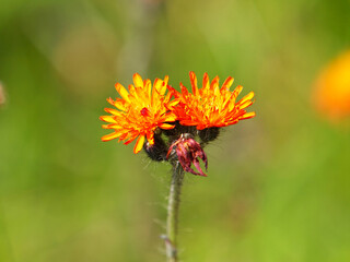 Fox and Cubs or Orange hawkweed flower on the meadow, Pilosella aurantiaca