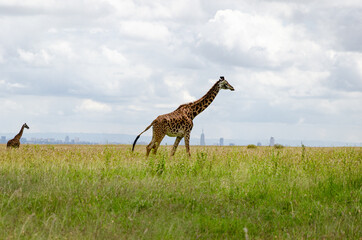 Beautiful Masai giraffe silhouettes in Nairobi national park in front of Nairobi city skyline. Green savanna grass and sky with skyscrapers, cityscape and houses in background