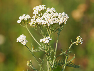 Yarrow plant, Achillea millefolium