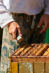 the beekeeper checks the hives with his bare hands