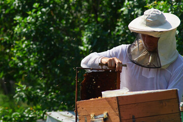 the beekeeper checks the hives