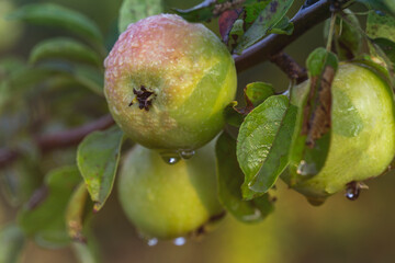 Apples on a branch after the rain