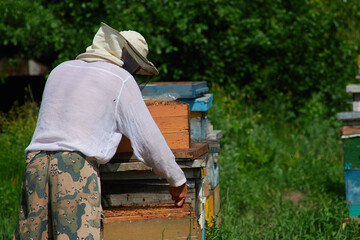 the beekeeper checks and maintains the hives with bees, holds the frame with the honeycomb in his hands for inspection