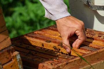 the beekeeper checks and maintains the hives with bees, holds the frame with the honeycomb in his hands for inspection