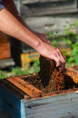 the beekeeper checks the hives with his bare hands