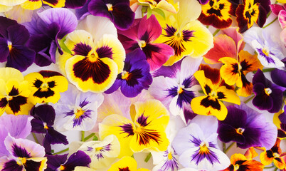 Flowers of garden pansies (viola).