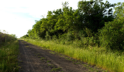 Fototapeta na wymiar rural dirt road in Argentine countryside