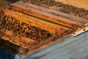 the beekeeper checks and maintains the hives with bees, holds the frame with the honeycomb in his hands for inspection