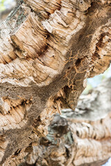 Cork oak tree from Tuscany, Italy