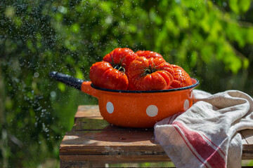 Fresh tomatos under the water drops