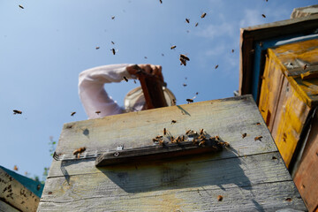 the beekeeper checks the hives