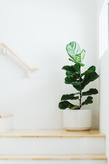 Fiddle leaf fig, Ficus lyrata, plant in circle white pot and place at the Corner of stair or ladder for decorate home or room.